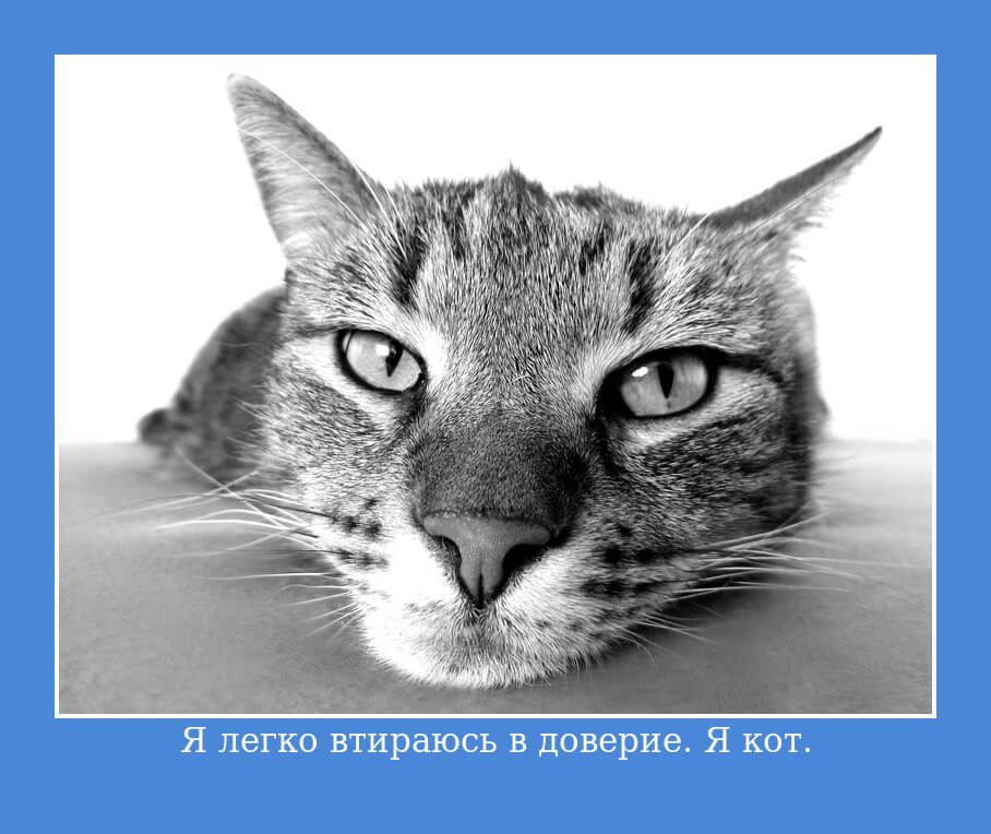 Я легко втираюсь в доверие. Я кот.